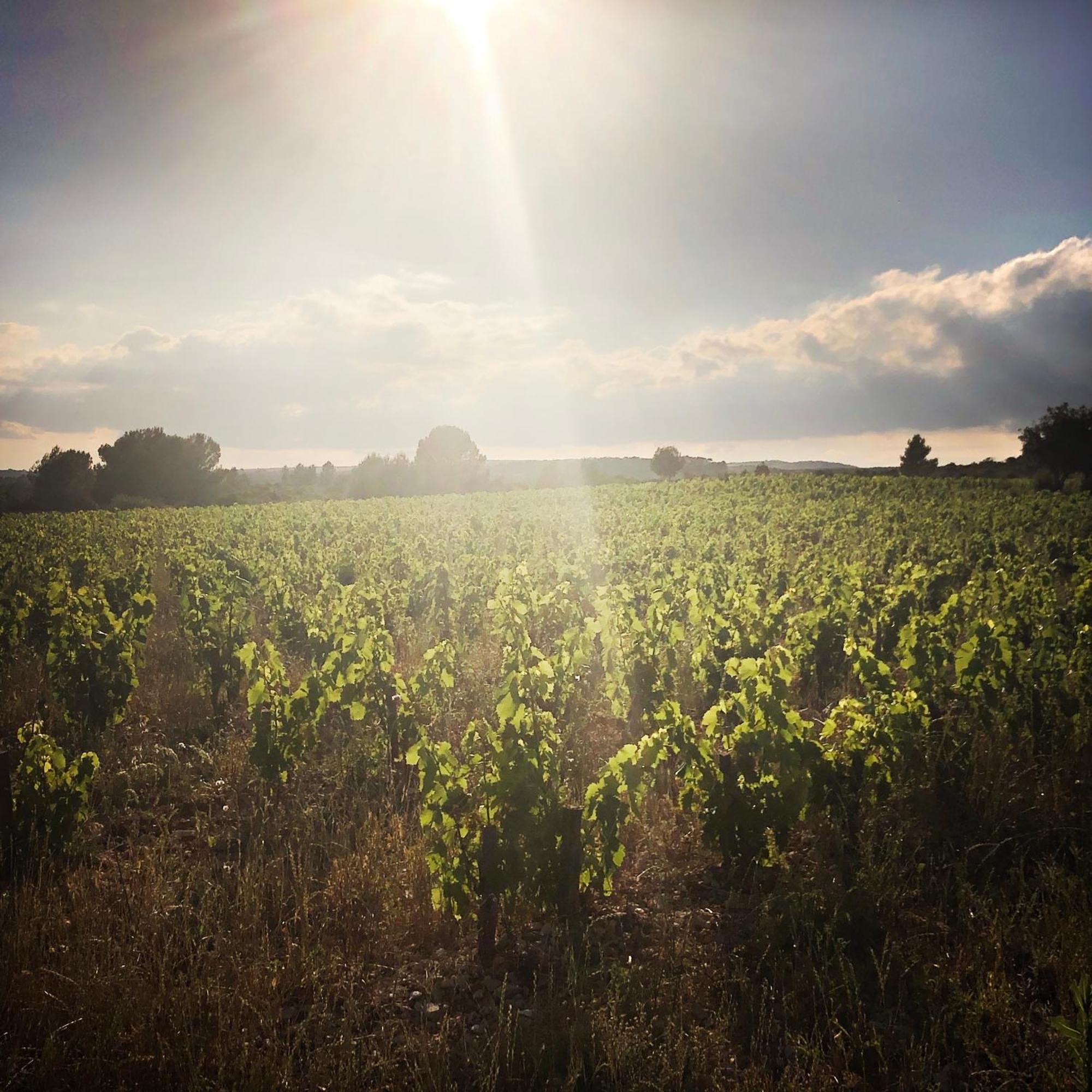 B&B Vigne Vierge Aigne  Exteriér fotografie